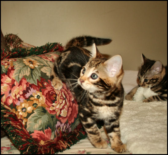 Bengal Kittens For Sale Oklahoma