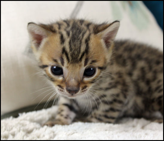 Bengal Reed Bengal Kittens Oklahoma